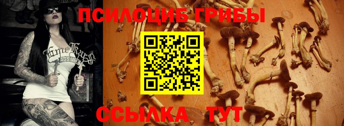 Псилоцибиновые грибы Cubensis Глазов
